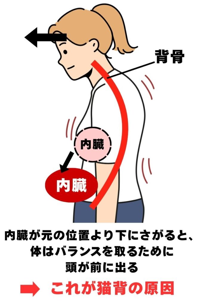 原因は内臓が下がること