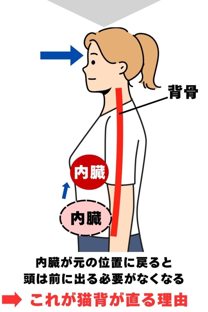 内臓を元の位置に戻せば猫背は直る
